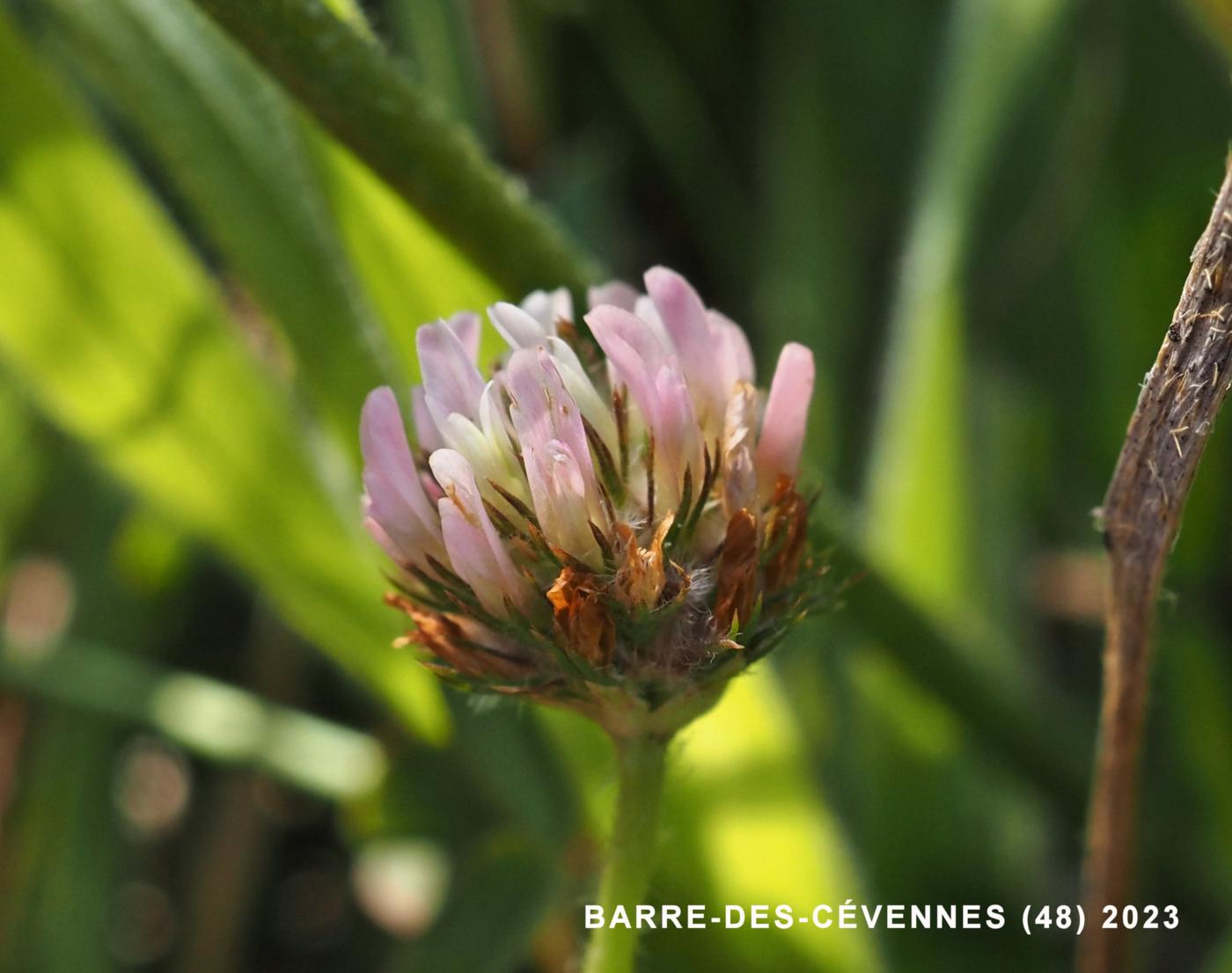 Clover, Strawberry flower